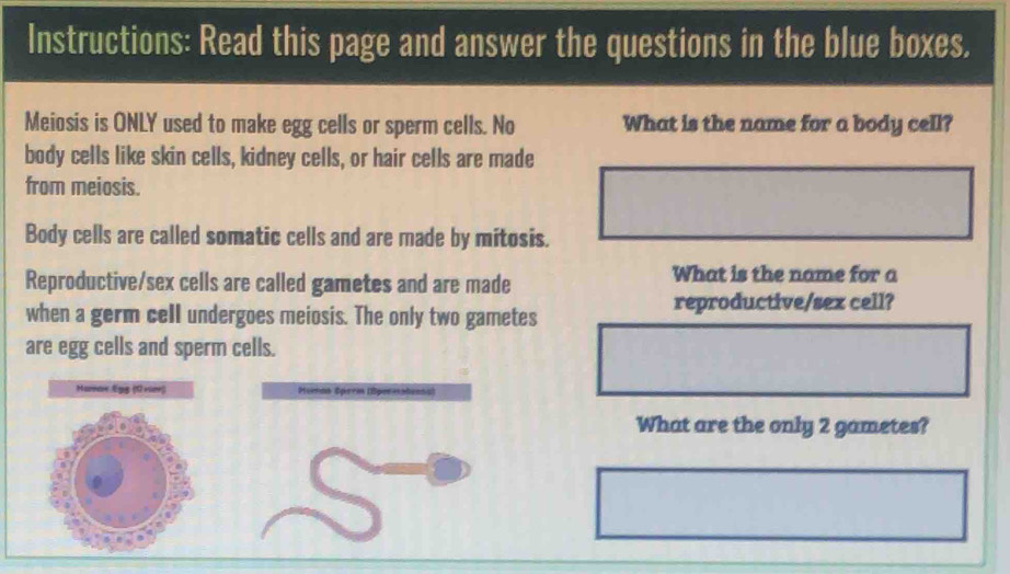 Instructions: Read this page and answer the questions in the blue boxes. 
Meiosis is ONLY used to make egg cells or sperm cells. No What is the name for a body cell? 
body cells like skin cells, kidney cells, or hair cells are made 
from meiosis. 
Body cells are called somatic cells and are made by mitosis. 
Reproductive/sex cells are called gametes and are made 
What is the name for a 
when a germ cell undergoes meiosis. The only two gametes 
reproductive/sex cell? 
are egg cells and sperm cells. 
Haar Egg (Orsor) Peión Sprcón (B 
What are the only 2 gametes?