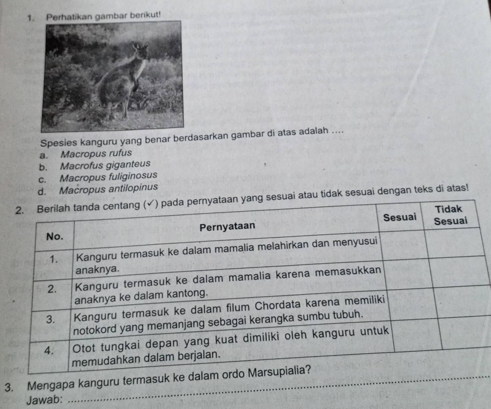 Perhatikan gambar berikut!
Spesies kanguru yang benar berdasarkan gambar di atas adalah ....
a. Macropus rufus
b. Macrofus giganteus
c. Macropus fuliginosus
d. Macropus antilopinus
uai atau tidak sesuai dengan teks di atas!
_
3. Mengapa kanguru termasuk k
Jawab: