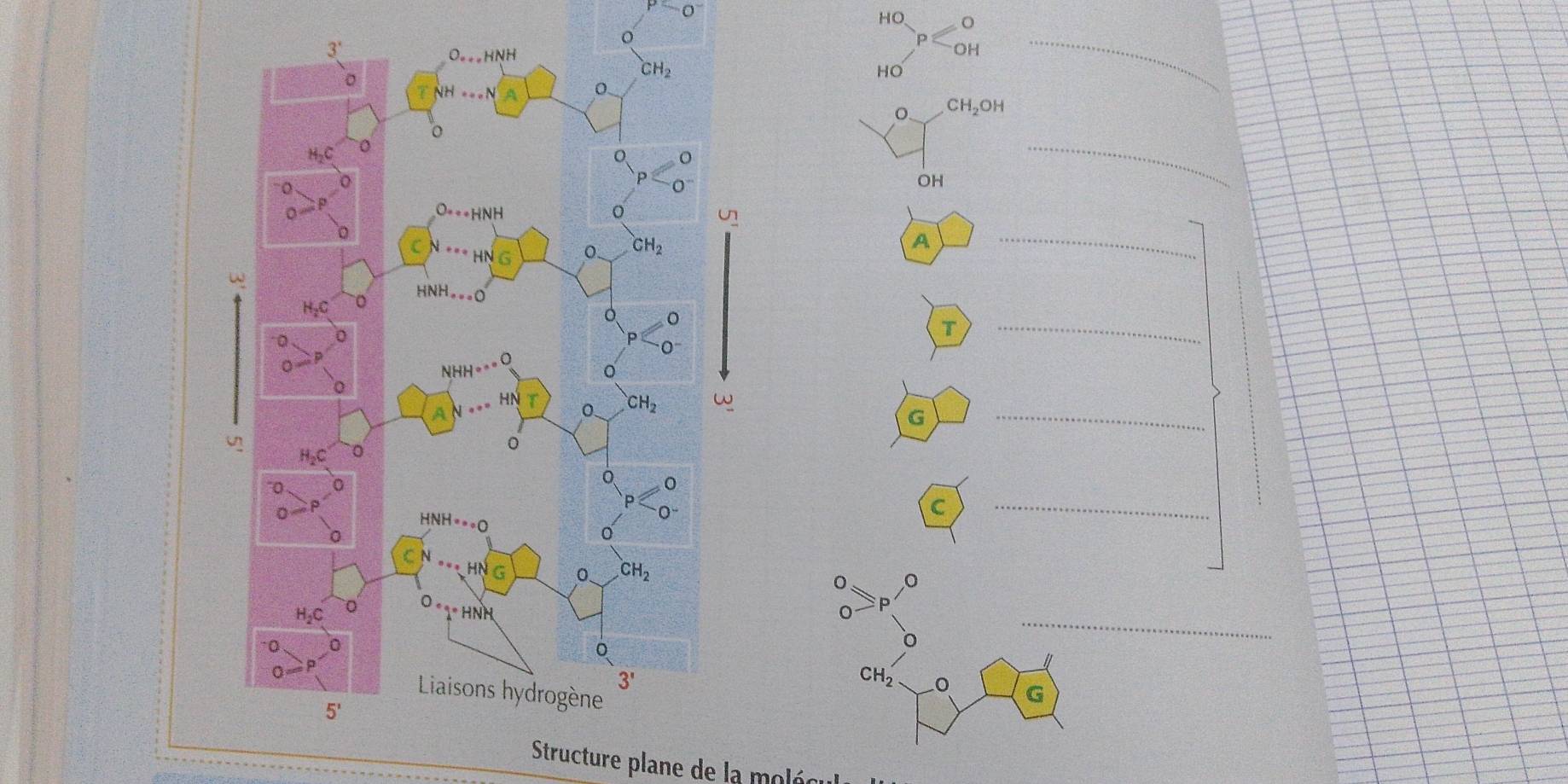 0^^-
HO _
o
HO
o CH_2OH
OH
_
A
_
T
_
G
_
C
_
o o
_
CH_2
G
Structure plane de la moléo