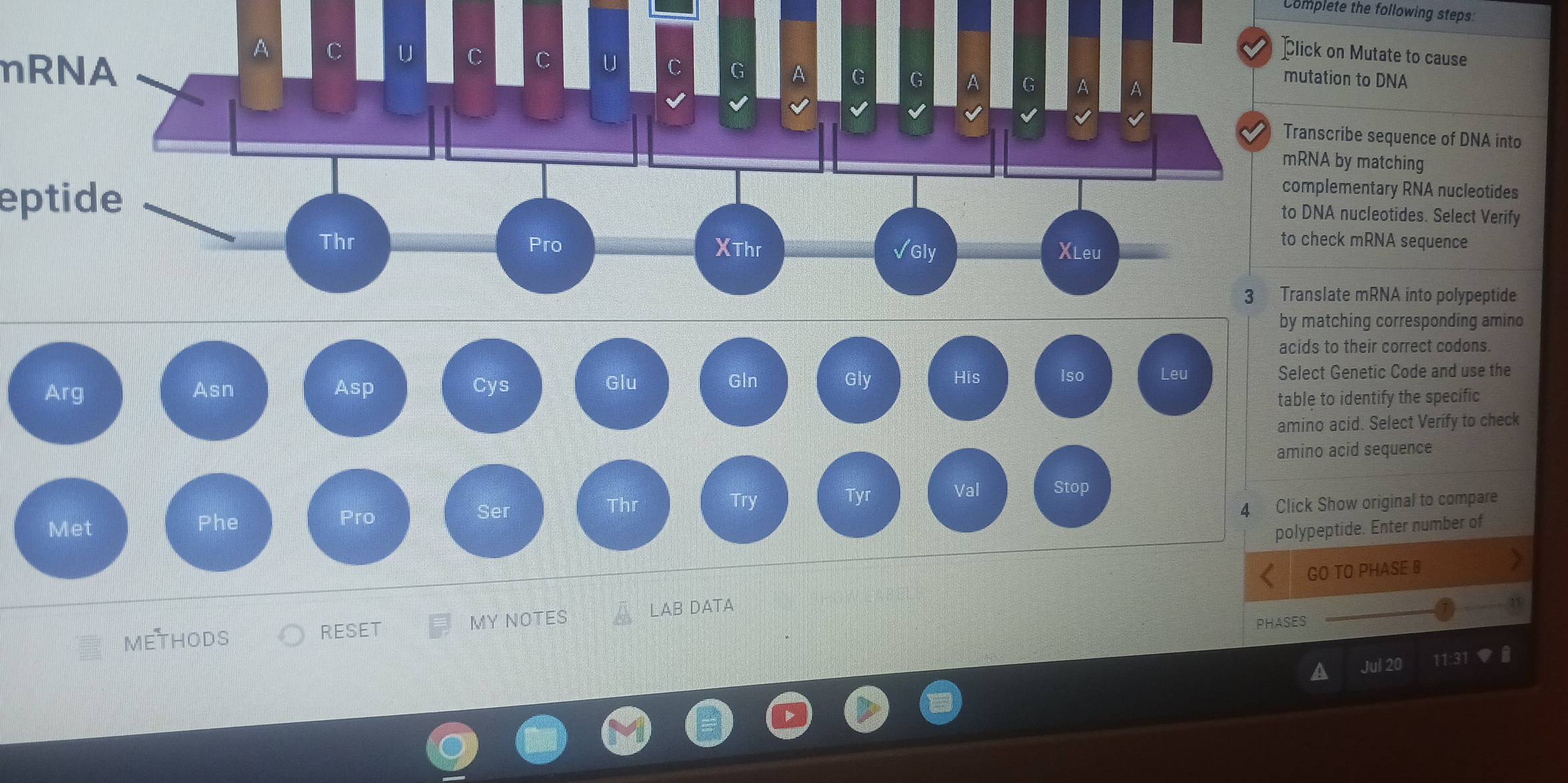 Solved: Complete the following steps: Click on Mutate to cause A C U C ...