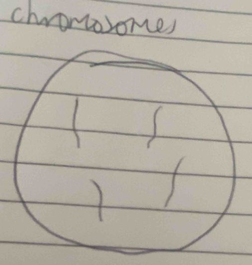 chroncosomes