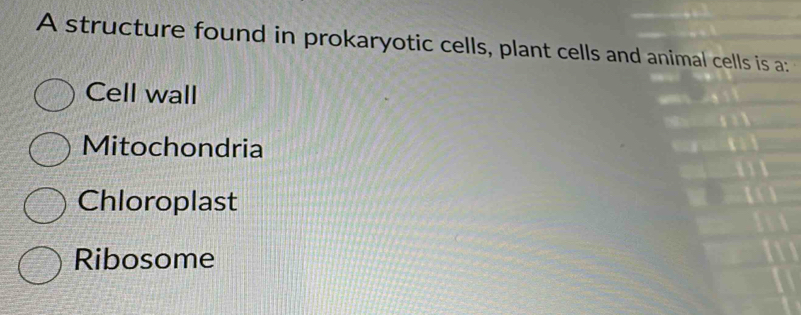 A structure found in prokaryotic cells, plant cells and animal cells is a:
Cell wall
Mitochondria
Chloroplast
Ribosome