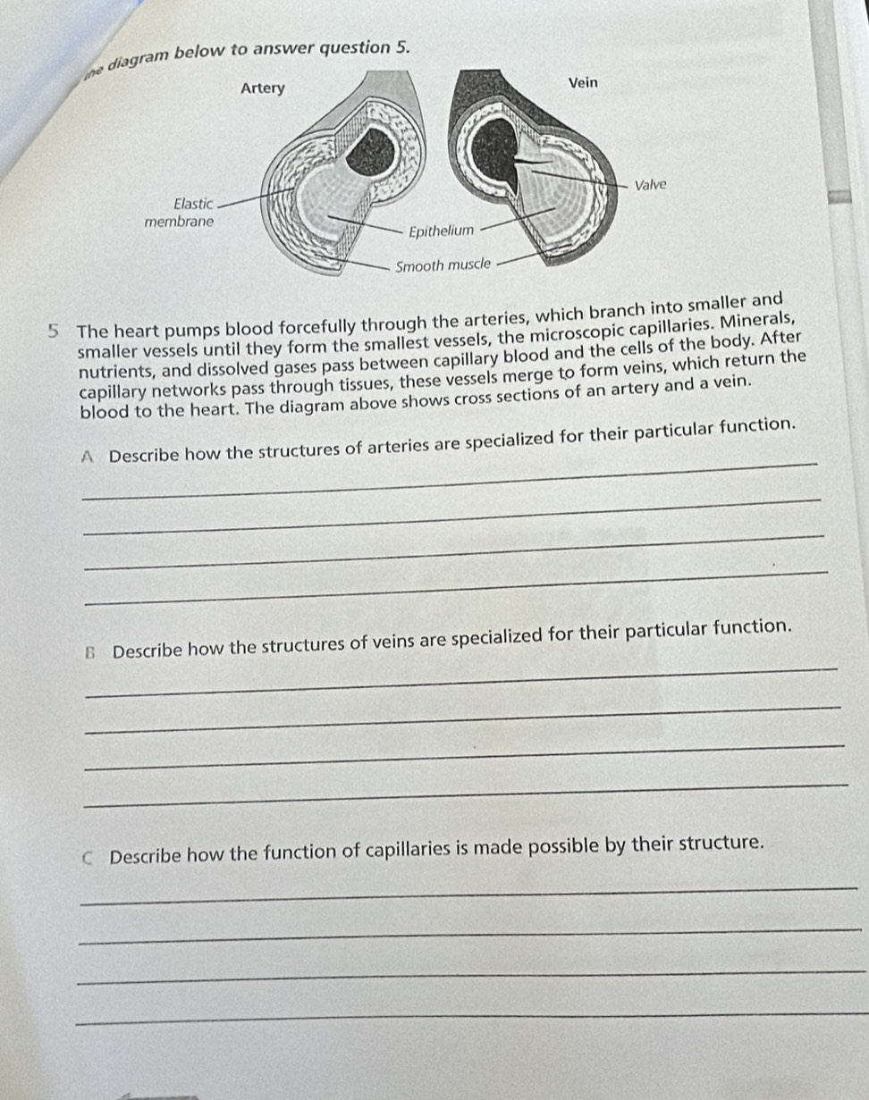 theam below to answer question 5. 
5 The heart pumps blood forcefully through the arteries, which branch into smaller and 
smaller vessels until they form the smallest vessels, the microscopic capillaries. Minerals, 
nutrients, and dissolved gases pass between capillary blood and the cells of the body. After 
capillary networks pass through tissues, these vessels merge to form veins, which return the 
blood to the heart. The diagram above shows cross sections of an artery and a vein. 
_ 
A Describe how the structures of arteries are specialized for their particular function. 
_ 
_ 
_ 
_ 
B Describe how the structures of veins are specialized for their particular function. 
_ 
_ 
_ 
C Describe how the function of capillaries is made possible by their structure. 
_ 
_ 
_ 
_