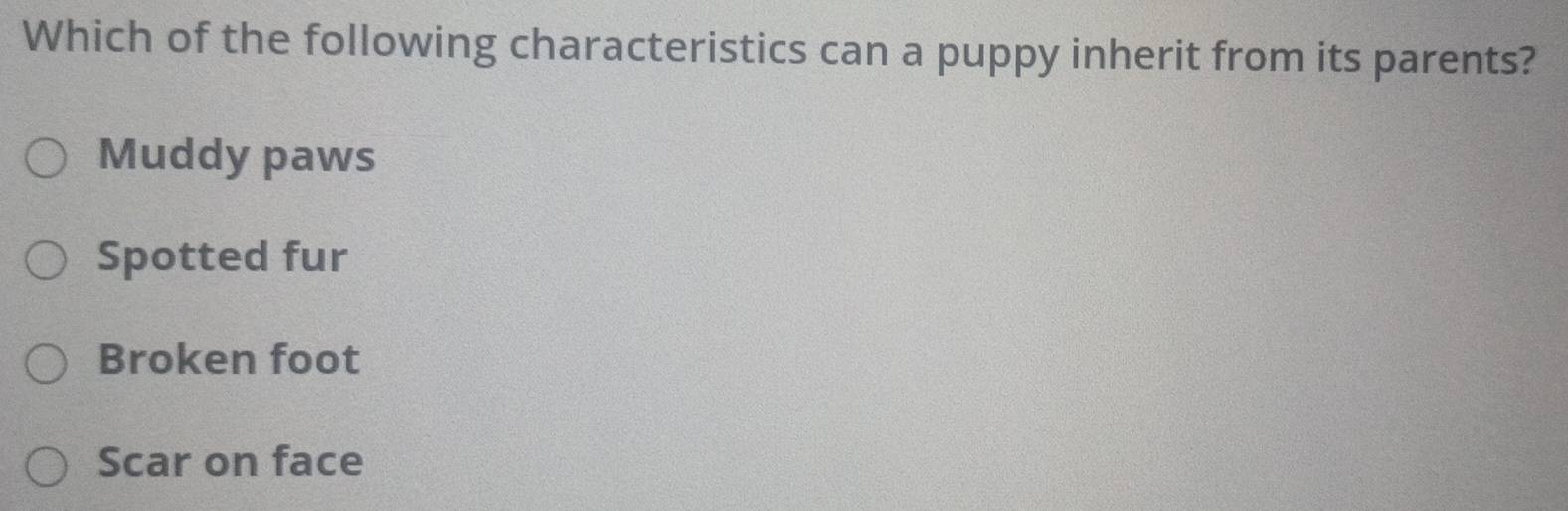 Which of the following characteristics can a puppy inherit from its parents?
Muddy paws
Spotted fur
Broken foot
Scar on face