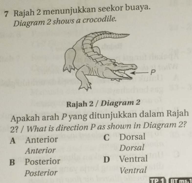 Rajah 2 menunjukkan seekor buaya.
Diagram 2 shows a crocodile.
Rajah 2 / Diagram 2
Apakah arah P yang ditunjukkan dalam Rajah
2? / What is direction P as shown in Diagram 2?
A Anterior C Dorsal
Anterior Dorsal
B Posterior D Ventral
Posterior Ventral
TP 1 BT ms.1