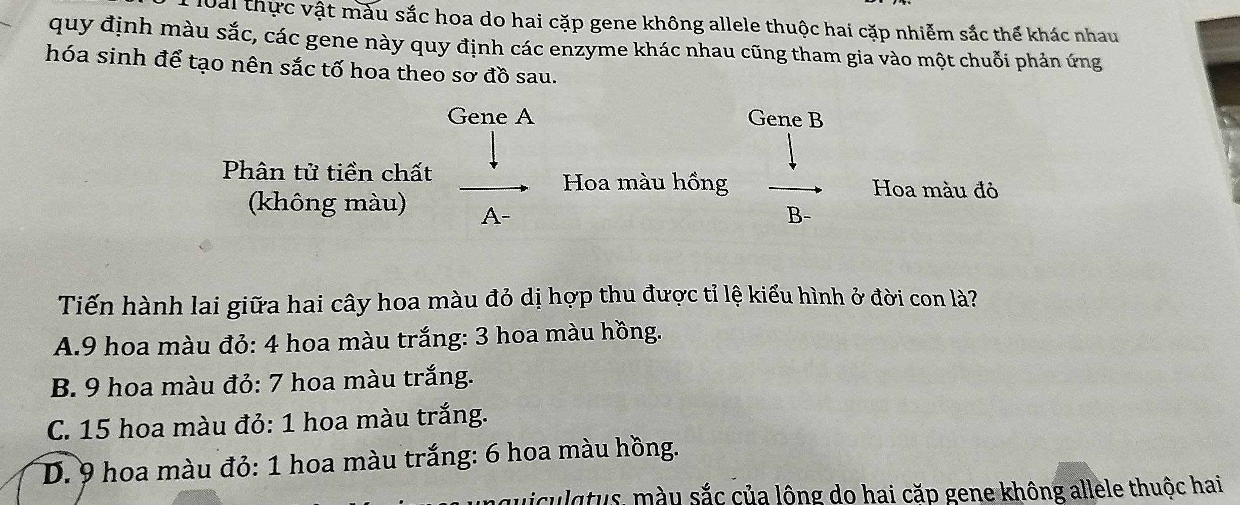 loài thực vật màu sắc hoa do hai cặp gene không allele thuộc hai cặp nhiễm sắc thể khác nhau
quy định màu sắc, các gene này quy định các enzyme khác nhau cũng tham gia vào một chuỗi phản ứng
hóa sinh để tạo nên sắc tố hoa theo sơ đồ sau.
Gene A Gene B
Phân tử tiền chất
Hoa màu hồng Hoa màu đỏ
(không màu)
A-
B-
Tiến hành lai giữa hai cây hoa màu đỏ dị hợp thu được tỉ lệ kiểu hình ở đời con là?
A. 9 hoa màu đỏ: 4 hoa màu trắng: 3 hoa màu hồng.
B. 9 hoa màu đỏ: 7 hoa màu trắng.
C. 15 hoa màu đỏ: 1 hoa màu trắng.
D. 9 hoa màu đỏ: 1 hoa màu trắng: 6 hoa màu hồng.
miculqtus, màu sắc của lông do hai cặp gene không allele thuộc hai