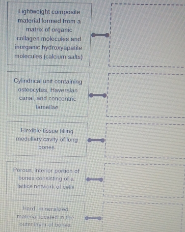 Lightweight composite 
material formed from a 
matrix of organic 
collagen molecules and 
inorganic hydroxyapatite 
molecules (calcium salts) 
Cylindrical unit containing 
osteocytes, Haversian 
canal, and concentric 
lamellac 
Flexible tissue filling 
medullary cavity of long 
bones 
Porous, interior portion of 
bones consisting of a 
lattice network of cells 
Hard, mineralized 
material located in the 
outer layer of bones