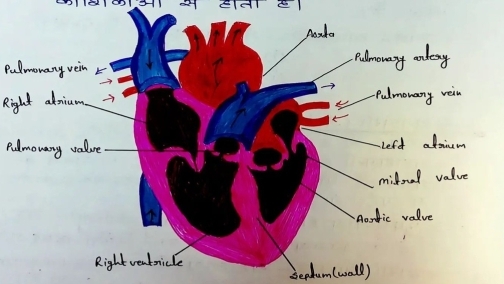 Right ventricle