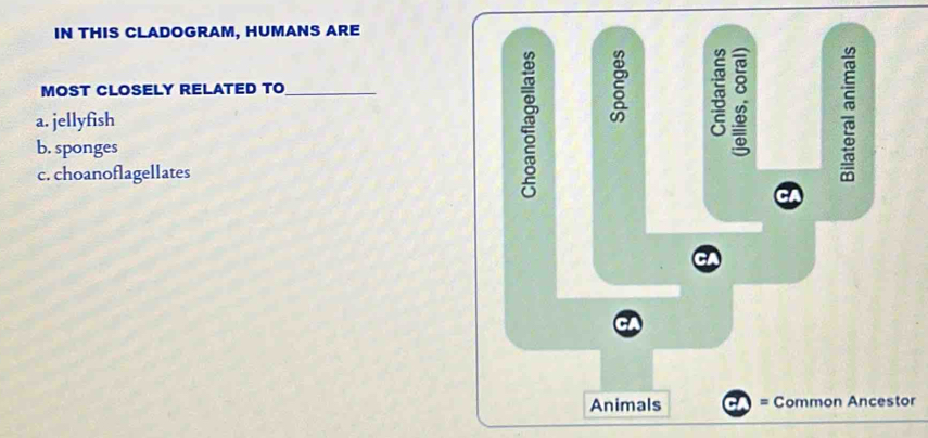 IN THIS CLADOGRAM, HUMANS ARE
MOST CLOSELY RELATED TO_
a. jellyfish
b. sponges
;
c. choanoflagellates
CA
Animals = Common Ancestor