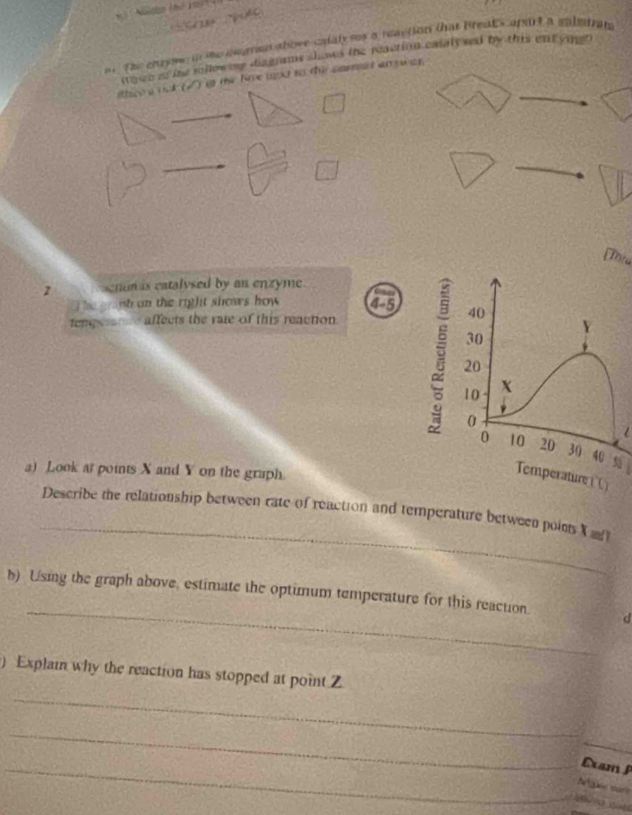 a 
o The cnayne in the deersat thove calaly sas a reaction that breaks arsrt a salmtran 
it heo of ine rollowmy bagrams shows the reaction caialy sed by this ent yig 
ithco w nk (√) i the fime uod to the comst arswan 
_ 
Dore 
aenomas catalysed by an enzyme 
The ggh on the right shows how 4-5
tempesste affects the rate of this reaction 
a) Look at points X and Y on the graph. 
_ 
Describe the relationship between rate of reaction and temperature between poins X
_ 
b) Using the graph above, estimate the optimum temperature for this reaction. 
) Explain why the reaction has stopped at point Z
_ 
_ 
_ 
_Exam P 
A t ale sare 
a a