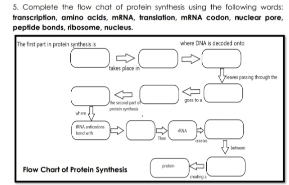 Complete the flow chat of protein synthesis using the following words: 
transcription, amino acids, mRNA, translation, mRNA codon, nuclear pore, 
peptide bonds, ribosome, nucleus. 
creating