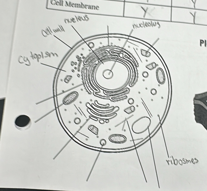 Cell Membrane 
Pl