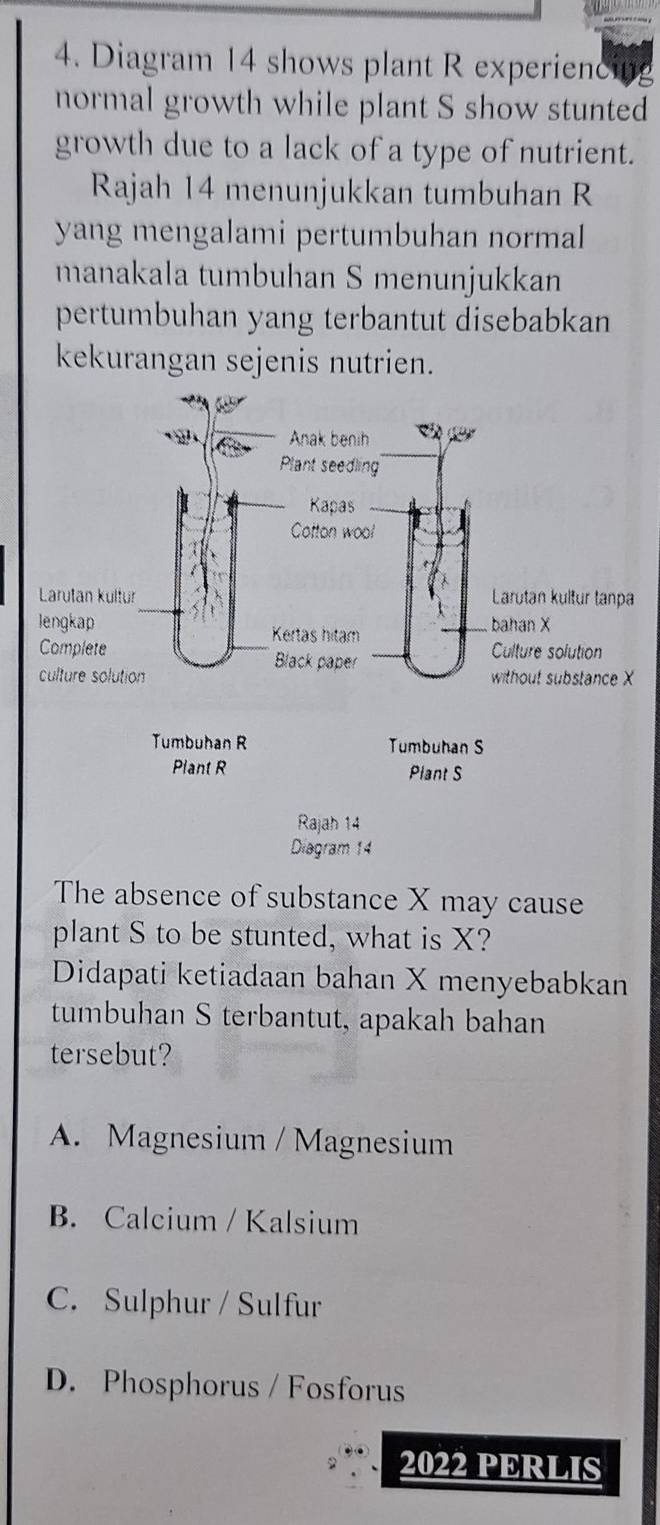 Diagram 14 shows plant R experiencit
normal growth while plant S show stunted
growth due to a lack of a type of nutrient.
Rajah 14 menunjukkan tumbuhan R
yang mengalami pertumbuhan normal
manakala tumbuhan S menunjukkan
pertumbuhan yang terbantut disebabkan
kekurangan sejenis nutrien.
The absence of substance X may cause
plant S to be stunted, what is X?
Didapati ketiadaan bahan X menyebabkan
tumbuhan S terbantut, apakah bahan
tersebut?
A. Magnesium / Magnesium
B. Calcium / Kalsium
C. Sulphur / Sulfur
D. Phosphorus / Fosforus
2022 PERLIS