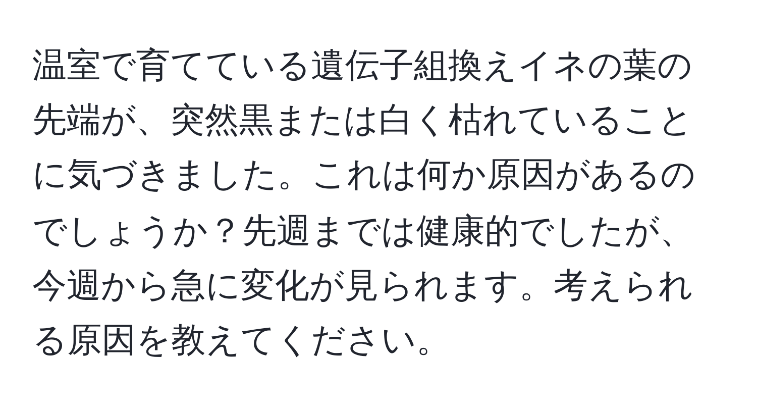 温室で育てている遺伝子組換えイネの葉の先端が、突然黒または白く枯れていることに気づきました。これは何か原因があるのでしょうか？先週までは健康的でしたが、今週から急に変化が見られます。考えられる原因を教えてください。