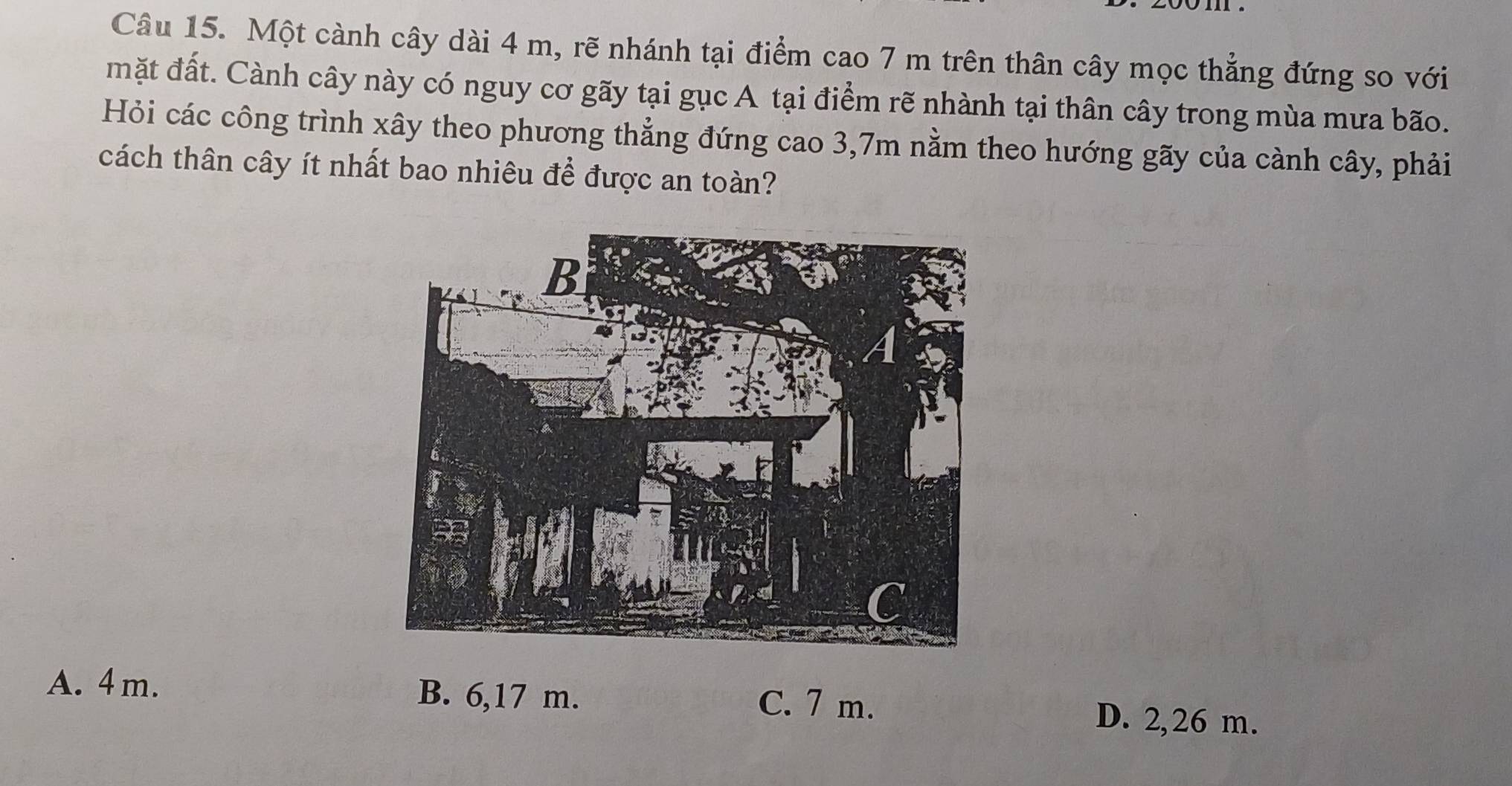 Một cành cây dài 4 m, rẽ nhánh tại điểm cao 7 m trên thân cây mọc thẳng đứng so với
mặt đất. Cành cây này có nguy cơ gãy tại gục A tại điểm rẽ nhành tại thân cây trong mùa mưa bão.
Hỏi các công trình xây theo phương thẳng đứng cao 3,7m nằm theo hướng gãy của cành cây, phải
cách thân cây ít nhất bao nhiêu để được an toàn?
A. 4m. B. 6,17 m. C. 7 m. D. 2,26 m.