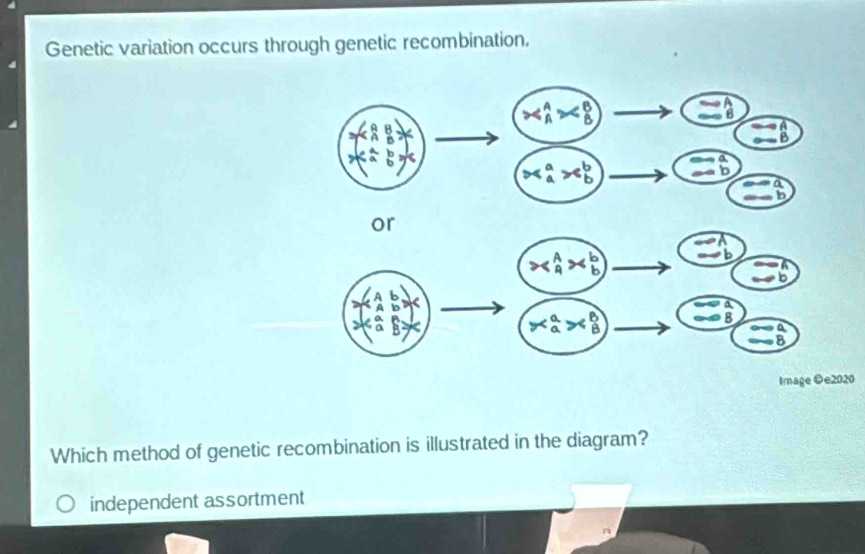 Genetic variation occurs through genetic recombination.
Image 0
Which method of genetic recombination is illustrated in the diagram?
independent assortment