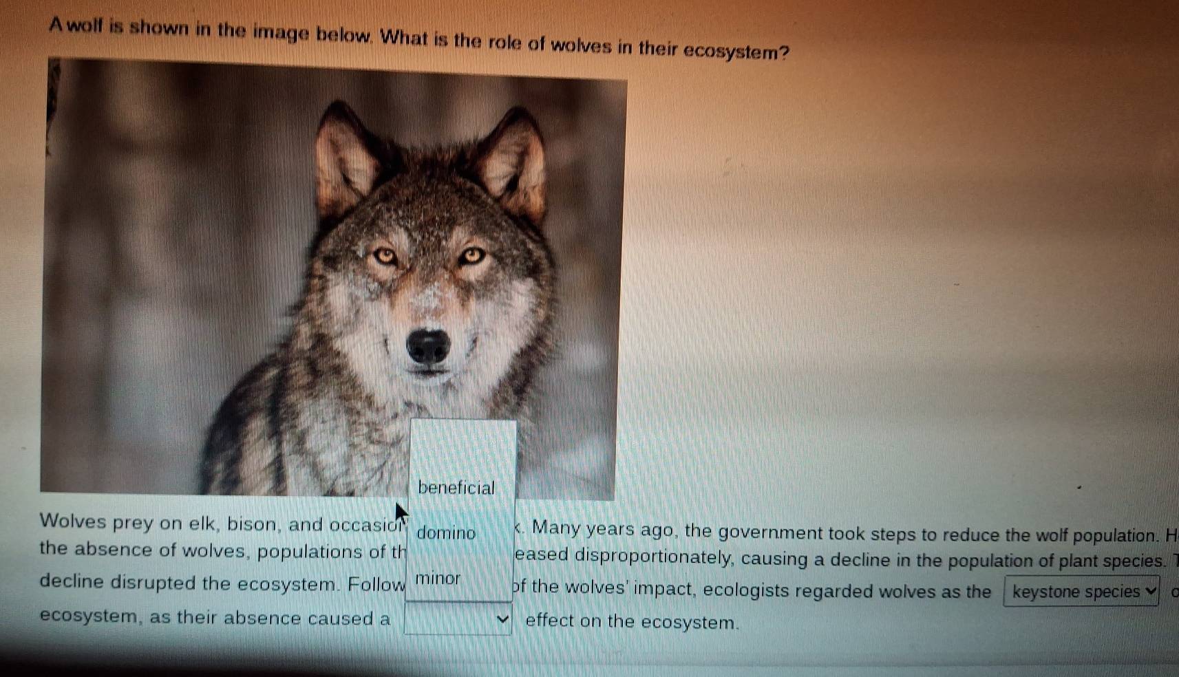 Solved: A wolf is shown in the image below. What is the role of wolves ...