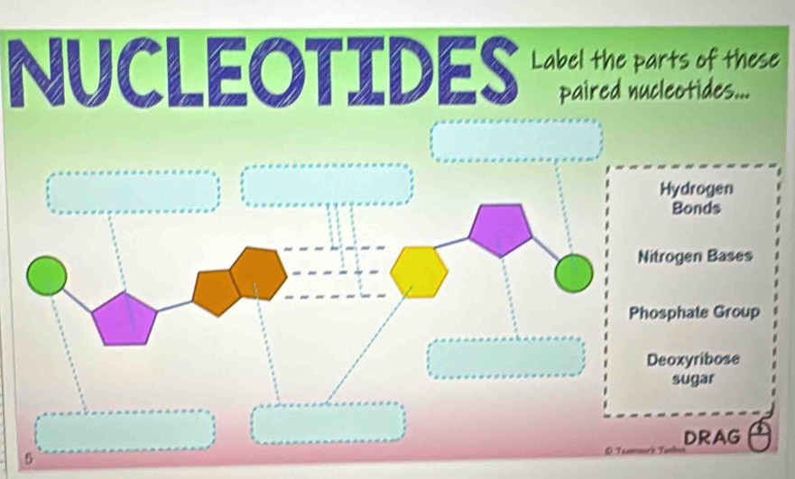 NUCLEOTIDESLabel the parts of these
6