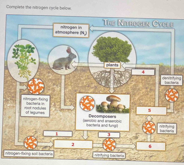 Complete the nitrogen cycle below.
The Nit
ing
a
nitrogen-fi
bacteria
root nodu
of legum
nitrogen-fixing soil b