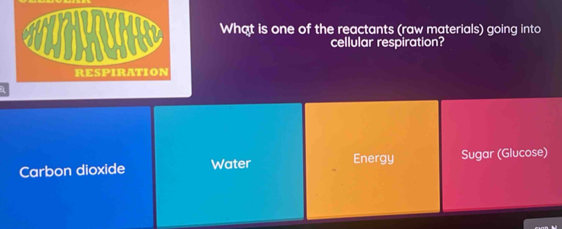 What is one of the reactants (raw materials) going into
cellular respiration?
RESPIRATION
Energy
Carbon dioxide Water Sugar (Glucose)