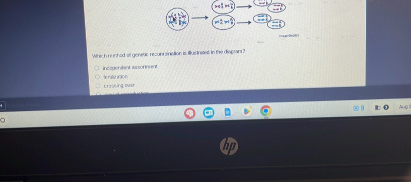 Image ©e2020
Which method of genetic recombination is illustrated in the diagram?
independent assortment
fertilization
crossing over
4 Aug 2