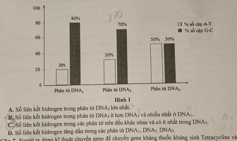 A. Số
B Số liên kết hidrogen trong phân tử DNA_2 ít hơn I DNA_3 và nhiều nhất ở I ONA_1.
C. Số liên kết hidrogen trong các phân tử trên đều khác nhau và có ít nhất trong DNA_3.
D. Số liên kết hidrogen tăng dần trong các phân tử DNA_1,DNA_3,DNA_2.
Người ta dùng kĩ thuật chuyển gene đề chuyền gene kháng thuốc kháng sinh Tetracycline và