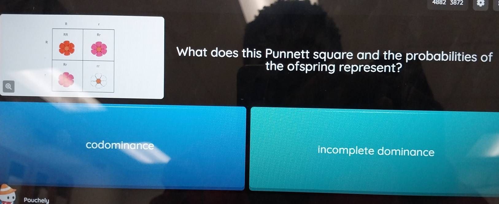 4882 3872
What does this Punnett square and the probabilities of
the ofspring represent?
Q
codominance incomplete dominance
Pouchely