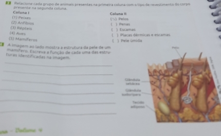 Relacione cada grupo de animais presentes na primeira coluna com o tipo de revestimento do corpo
presente na segunda coluna.
(1) Peixes Coluna I Coluna II
(へ) Pelos
(2) Anfíbios
) Penas
(3) Répteis
 ) Escamas
(4) Aves ) Placas dérmicas e escamas
(5) Mamíferos
) Pele úmida
A imagem ao lado mostra a estrutura da pele de um
mamifero. Escreva a função de cada uma das estru
Turas identificadas na imagem
_
_
_
_
_
_
na - Dalume 4