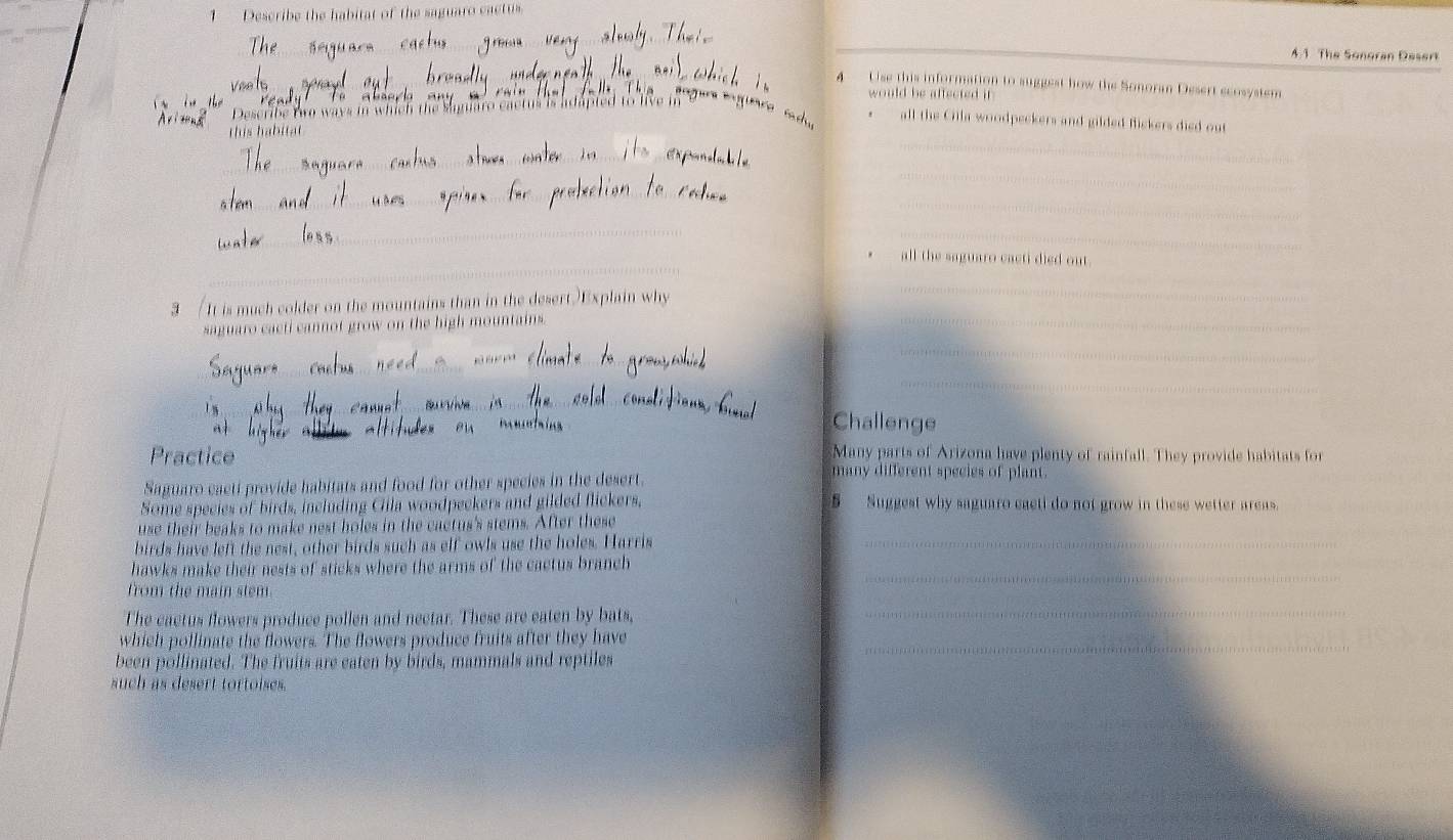 Describe the habitat of the saguaro cactus.
4.1 The Songran Desert
4 Lise this information to suggest how the Sonoran Desert ecosystem
f o a bs o 
would be affecred it 
Describe two ways in which the Sanaro cactus is adapted to live in
. all the Cilla woodpeckers and gilded Bickers died out
_
this habitat
_
_
_
_
_
_
_
all the saguaro cacti died out.
3 It is much colder on the mountains than in the desert.)Explain why
_
saguaro cacti cannot grow on the high mountains.
_
_
_
_
_
__
Challenge
Many parts of Arizona have plenty of rainfall. They provide habitats for
Practice many different species of plant
Saguaro cacti provide habitats and food for other species in the desert.
Some species of birds, including Gila woodpeckers and gilded flickers, S Suggest why saguaro caeti do not grow in these wetter areas.
use their beaks to make nest holes in the cactus's stems. After these
birds have left the nest, other birds such as elf owls use the holes. Harris
__
hawks make their nests of sticks where the arms of the cactus branch
;(;;(1); ;;()) (; ;;) ; ;(;;; 11);;;() ;;1) ());;;(1); 1;;) ((
_
from the main stem.
The cactus flowers produce pollen and nectar. These are eaten by bats,
_
which pollinate the flowers. The flowers produce fruits after they have _
been pollinated. The fruits are eaten by birds, mammals and reptiles
such as desert tortoises.