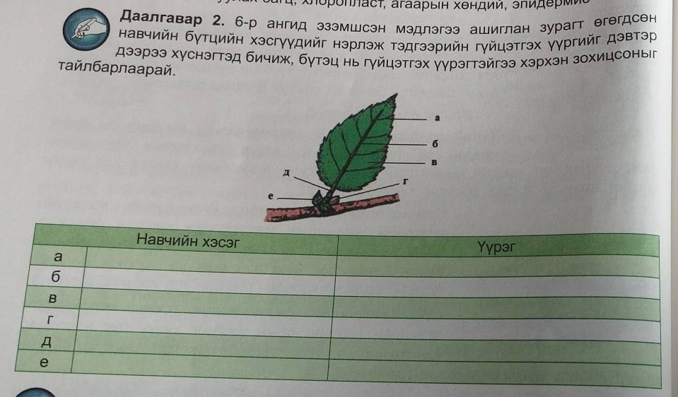 Χπороηπасτ, агаарьΙн хендий, эπидеρΜи 
Даалгавар 2. 6-р ангид эзэмшсэн мэдлэгээ ашиглан зурагт θгθгдсен 
навчийн бутцийн хэсгγγдийг нэрлэж тэдгээрийн гγйцэтгэх γγргийг дэвтэр 
дээрээ хγснэгтэд бичиж, бутэц нь гγйцэтгэх γγрэгтэйгээ хэрхэн зохицсоныг 
τайлбарлаарай.