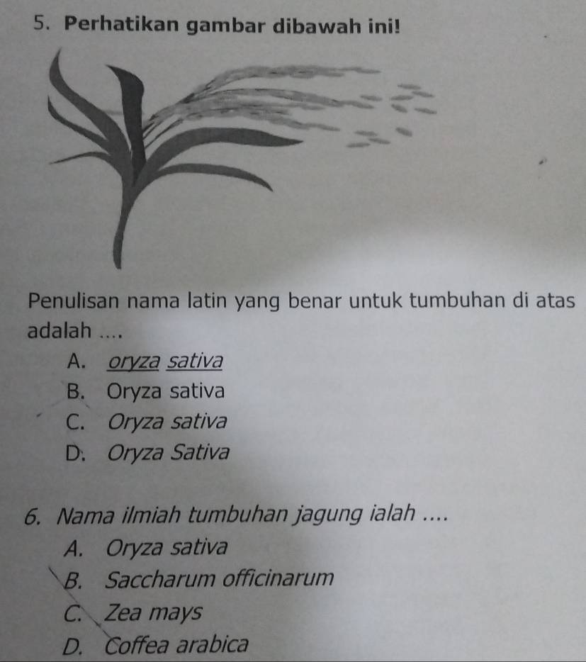 Perhatikan gambar dibawah ini!
Penulisan nama latin yang benar untuk tumbuhan di atas
adalah ....
A. oryza sativa
B. Oryza sativa
C. Oryza sativa
D. Oryza Sativa
6. Nama ilmiah tumbuhan jagung ialah ....
A. Oryza sativa
B. Saccharum officinarum
C. Zea mays
D. Coffea arabica