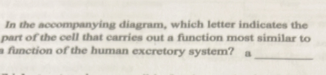 In the accompanying diagram, which letter indicates the 
part of the cell that carries out a function most similar to 
_ 
a function of the human excretory system? a