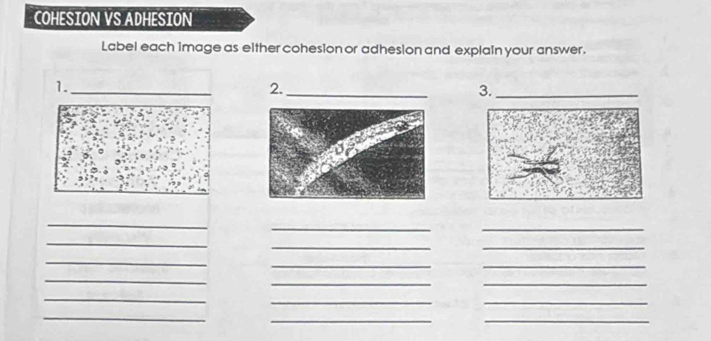 COHESION VS ADHESION 
Label each image as either cohesion or adhesion and explain your answer. 
1._ 
2._ 
3._ 
_ 
__ 
_ 
__ 
_ 
__ 
_ 
__ 
_ 
__ 
_ 
__