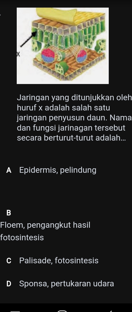 Jaringan yang ditunjukkan oleh
huruf x adalah salah satu
jaringan penyusun daun. Nama
dan fungsi jarinagan tersebut
secara berturut-turut adalah...
A Epidermis, pelindung
B
Floem, pengangkut hasil
fotosintesis
C Palisade, fotosintesis
D Sponsa, pertukaran udara