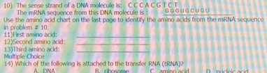 The sense strand of a DNA molecule is: C C C A C G T C T
The mRNA sequence from this DNA molecule is : G G G U G C U G U
Use the amino acid chart on the last page to identify the amino acids from the mRNA sequence
in problem # 10.
11)First amino acid:_
12)Second amino ackd:_
Multiple Choice 13)Third amino acid:_
14) Which of the following is attached to the transfer RNA (tRNA)? C amino acl
A DNA B ribosome