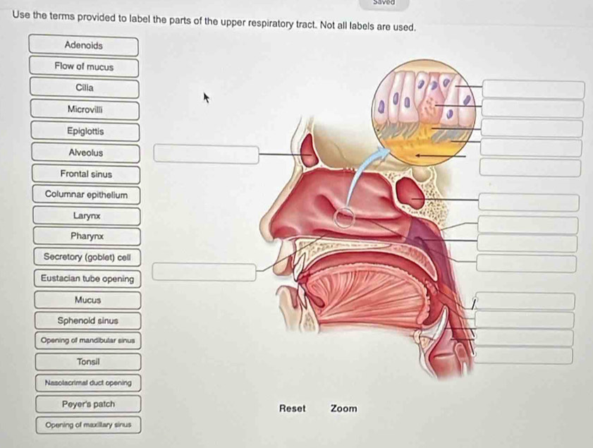 saveg 
Use the terms provided to label the parts of the upper respiratory tract. Not all labels are used. 
Adenoids 
Flow of mucus 
Cilia 
Microvilli 
Epiglottis 
Alveolus 
Frontal sinus 
Columnar epithelium 
Larynx 
Pharynx 
Secretory (goblet) cell 
Eustacian tube opening 
Mucus 
Sphenold sinus 
Opening of mandibular sinus 
Tonsil 
Nasolacrimal duct opening 
Peyer's patch Reset Zoom 
Opening of maxillary sinus