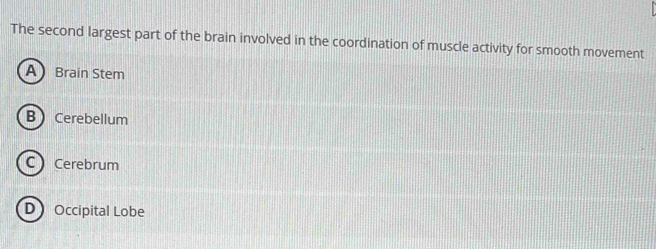 The second largest part of the brain involved in the coordination of muscle activity for smooth movement
A Brain Stem
B Cerebellum
C  Cerebrum
D Occipital Lobe