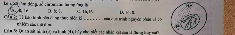 kép. Số tâm động, số chromatid tuơng ứng là
A. 8; 16. B. 8; 8. C. 16, 16. D. 16; 8.
Cầâu 2: Tế bào hình bên đang thực hiện kì _của quá trình nguyên phân và có
…... nhiễm sắc thể đơn.
Câu 3: Quan sát hình (3) và hình (4), hãy cho biết các nhận xét sau là đúng hay sai?