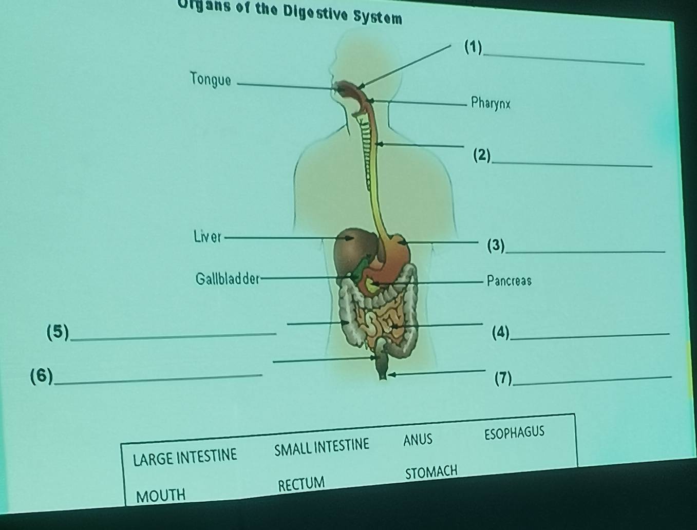 Olgans of the Digestive System
_
(1)
Tongue
_
Pharynx
(2)_
Liver
(3)_
Gallbladder _Pancreas
(5)_ (4)_
(6)_ (7)_
LARGE INTESTINE SMALL INTESTINE ANUS ESOPHAGUS
MOUTH RECTUM STOMACH