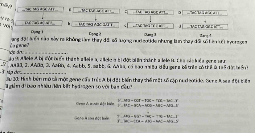 mấy? ,TAC TAG AGC AT T..,..TAC TAG AGC AI T... C ..TAC TAG AGC ATT... D ...TAC TAG AGC ATT.
y ra d
..TAC TAG AC ATT... b ...TAC TAG AGC GAT T... c .TAC TAG TGC ATT... d ...TAC TAG GGC ATT..,
1 Vớit
Dạng 1 Dạng 2 Dạng 3 Dạng 4
ang đột biến nào xảy ra không làm thay đổi số lượng nucleotide nhưng làm thay đổi số liên kết hydrogen
_
ủa gene?
á ánn _
_ ậu 9: Allele A bị đột biến thành allele a, allele b bị đột biến thành allele B. Cho các kiểu gene sau:.5'. AABB, 2. AABb, 3. AaBb, 4. Aabb, 5. aabb, 6. AAbb, có bao nhiêu kiểu gene kể trên có thể là thể đột biến?
.3' áp án:_
âu 10: Hình bên mô tả một gene cấu trúc A bị đột biến thay thế một số cặp nucleotide. Gene A sau đột biến
_gã giảm đi bao nhiêu liên kết hydrogen so với ban đầu?
Gene A trước đột biến beginarrayr S'.ATG-CGT-TGC-TCG-TAC.3' 3'..TAC-GCA-ACG-AGC-ATG.5'endarray
5'-ATG-GGT-TAC-TTG-TAC_ 3'
Gene A sau đột biến 3'..TAC-CCA-ATG-AAC-ATG-5'