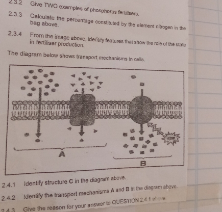 Give TWO examples of phosphorus fertilisers. 
2.3.3 Calculate the percentage constituted by the element nitrogen in the 
bag above. 
2.3.4 From the image above, identify features that show the role of the state 
in fertiliser production. 
The diagram below shows transport mechanisms in cells.
B
2.4.1 Identify structure C in the diagram above. 
2.4.2 Identify the transport mechanisms A and B in the diagram above. 
? 3 Give the reason for your answer to QUESTION 2.4 1 shove