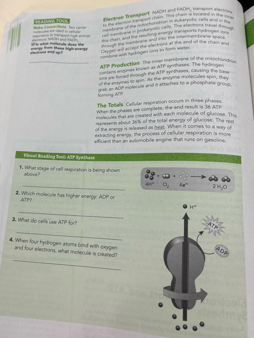 READING TOOL Electron Transport NADH and FADH, transport electrons
to the electron transport chain. This chain is located in the inner
Make Connections Two carrier
molecules are used in cellular
membrane of the mitochondrion in eukaryotic cells and in the
respiration to transport high energy cell membrane in prokaryotic cells. The electrons travel through
electrons: NADH and FADH, this chain, and the resulting energy transports hydrogen ions
[In what molecule does the
through the membrane and into the intermembrane space
energy from these high-energy
Oxygen will accept the electrons at the end of the chain and
combine with hydrogen ions to form water.
electrons end up?
_ATP Production The inner membrane of the mitochondrion
contains enzymes known as ATP synthases. The hydrogen
ions are forced through the ATP synthases, causing the base
of the enzymes to spin. As the enzyme molecules spin, they
grab an ADP molecule and it attaches to a phosphate group,
forming ATP.
The Totals Cellular respiration occurs in three phases.
When the phases are complete, the end result is 36 ATP
molecules that are created with each molecule of glucose. This
represents about 36% of the total energy of glucose. The rest
of the energy is released as heat. When it comes to a way of
extracting energy, the process of cellular respiration is more
efficient than an automobile engine that runs on gasoline.
Visual Reading Tool: ATP Synthase
1. What stage of cell respiration is being shown
above?
_4H† O_2 4e^- 2H_2O
2. Which molecule has higher energy: ADP or
ATP?
_
3. What do cells use ATP for?
_
4. When four hydrogen atoms bind with oxygen
_
and four electrons, what molecule is created?