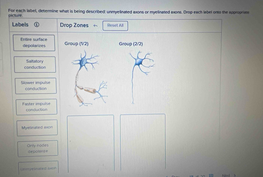 For each label, determine what is being described: unmyelinated axons or myelinated axons. Drop each label onto the appropriate 
picture. 
Labels ① Drop Zones Reset All 
Entire surface 
depolarizes Group (2/2) 
Saltatory 
conduction 
Slower impulse 
conduction 
Faster impulse 
conduction 
Myelinated axon 
Only nodes 
depolanze 
Ummyelinated axon 
Next