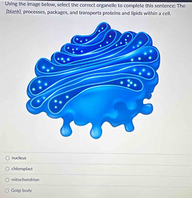 Using the image below, select the correct organelle to complete this sentence: The
(blank) processes, packages, and transports proteins and lipids within a cell.
nucleus
chloroplast
mitochondrion
Golgi body