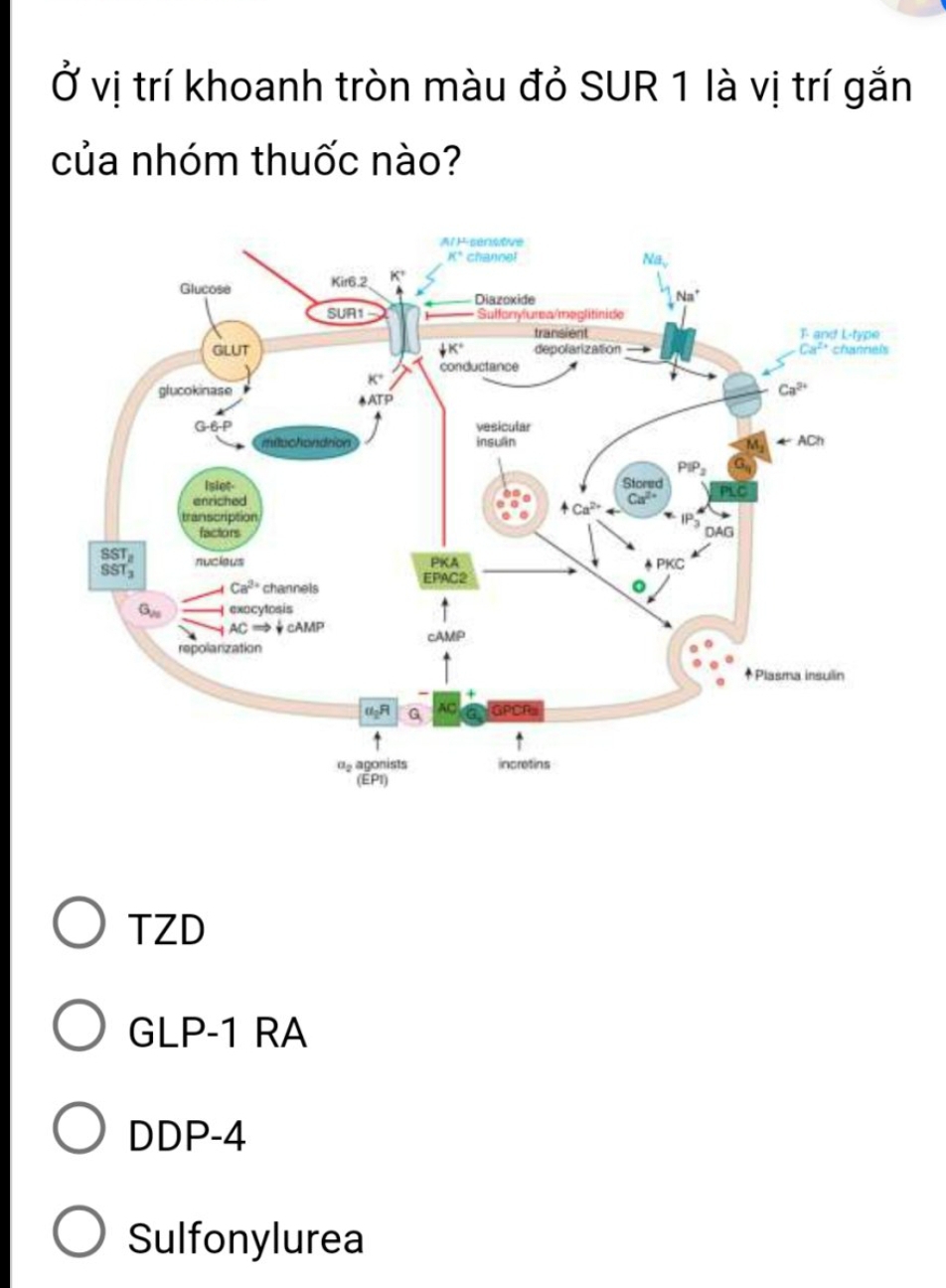 Ở vị trí khoanh tròn màu đỏ SUR 1 là vị trí gắn
của nhóm thuốc nào?
TZD
GLP-1 RA
DDP-4
Sulfonylurea