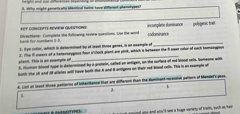 eight and size differences depending on environmental con 
3. Why might genetically identical twins have different phenotypes?
KEY CONCEPTS REVIEW QUESTIONS: incomplete dominance polygenic trait
Directions: Complete the following review questions. Use the word codominance
bank for numbers 1-3.
1. Eye color, which is determined by at least three genes, is an example of
_
_
2. The fl owers of a heterozygous four o'clock plant are pink, which is between the fl ower color of each homozygous
plant. This is an example of
3. Human blood type is determined by a protein, called an antigen, on the surface of red blood cells. Someone with
both the /A and /B alleles will have both the A and B antigens on their red blood cells. This is an example of
4. List at least three patterns of inheritance that are different than the dominant-recessive pattern of Mendel’s peas.
3.
2.
1
Mes & phenotypes:
nk around you and you'll see a huge variety of traits, such as hair