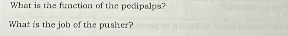 What is the function of the pedipalps? 
What is the job of the pusher?