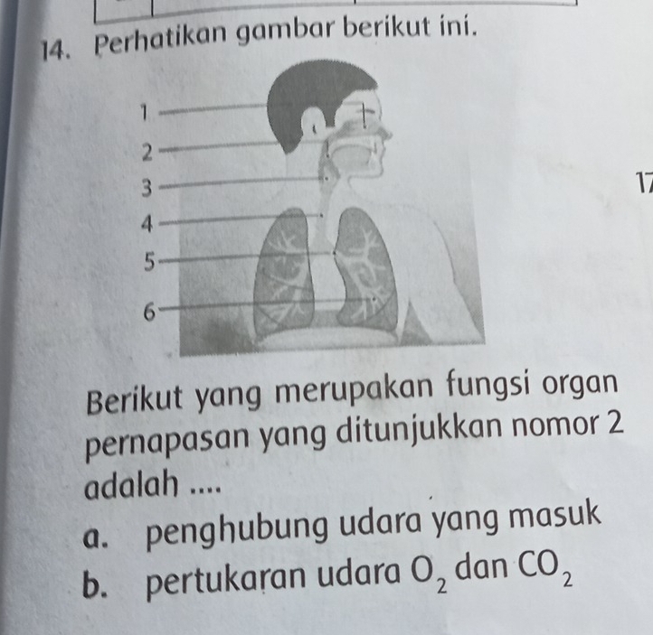 Perhatikan gambar berikut ini. 
1 
Berikut yang merupakan fungsi organ 
pernapasan yang ditunjukkan nomor 2
adalah .... 
a. penghubung udara yang masuk 
b. pertukaran udara O_2 dan CO_2