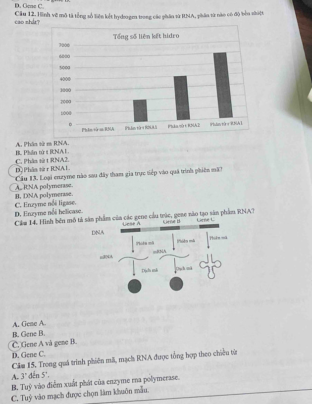 D. Gene C.
Câu 12. Hình vẽ mô tả tổng số liên kết hydrogen trong các phân tử RNA, phân tử nào có độ bền nhiệt
cao nhất?
A. Phân tử m RNA.
B. Phân tử t RNA1.
C. Phân tử t RNA2.
D. Phân tử r RNA1.
Câu 13. Loại enzyme nào sau đây tham gia trực tiếp vào quá trình phiên mã?
A. RNA polymerase.
B. DNA polymerase.
C. Enzyme nối ligase.
D. Enzyme nối helicase.
Câu 14. Hình bên mô tảene cầu trúc, gene nào tạo sản phẩm RNA?
A. Gene A.
B. Gene B.
C. Gene A và gene B.
D. Gene C.
Câu 15. Trong quá trình phiên mã, mạch RNA được tổng hợp theo chiều từ
A. 3' đến 5 '.
B. Tuỳ vào điểm xuất phát của enzyme rna polymerase.
C. Tuỳ vào mạch được chọn làm khuôn mẫu.