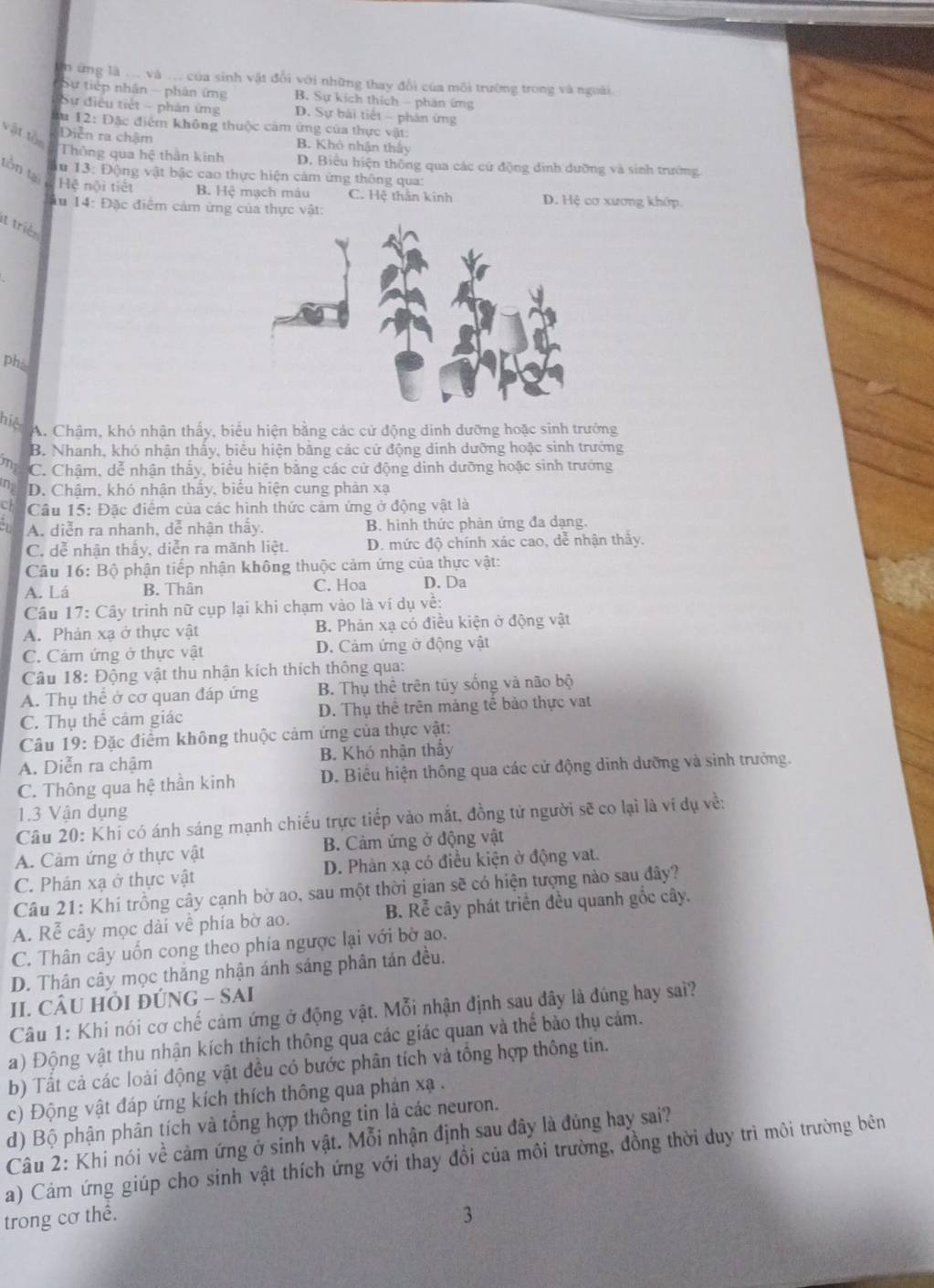 in ứng là ... và ... của sinh vật đổi với những thay đổi của môi trường trong và ngoài.
Sự tiếp nhân - phản ứng B. Sự kích thích - phản ứng
Sự điều tiết - phản ứng D. Sự bài tiết - phân ứng
ău 12: Đặc điểm không thuộc cảm ứng của thực vật:
vật tồn
Diễn ra châm B. Khô nhận thảy
Thủng qua hệ thân kinh D. Biểu hiện thông qua các cử động đinh dưỡng và sinh trường
u 13: Động vật bậc cao thực hiện cảm ứng thông qua:
tồn tại Hệ nội tiết B. Hệ mạch máu C. Hệ thằn kinh D. Hệ cơ xương khớp.
Âu 14: Đặc điểm cảm ứng của thực vật:
It triẻ
phè
hiệd
A. Chậm, khó nhận thấy, biểu hiện bằng các cử động dinh dưỡng hoặc sinh trưởng
B. Nhanh, khó nhận thấy, biêu hiện băng các cử động dinh dưỡng hoặc sinh trưởng
my C. Chậm, dễ nhận thấy, biểu hiện bằng các cử động dinh dưỡng hoặc sinh trưởng
n D. Chậm, khó nhận thấy, biểu hiện cung phản xạ
ch  Câu 15: Đặc điểm của các hình thức cảm ứng ở động vật là
A. diễn ra nhanh, dễ nhận thấy. B. hình thức phàn ứng đa dạng.
C. dễ nhận thấy, diễn ra mãnh liệt. D. mức độ chính xác cao, dễ nhận thấy.
Câu 16: Bộ phận tiếp nhận không thuộc cảm ứng của thực vật:
A. Lá B. Thân C. Hoa D. Da
Câu 17: Cây trinh nữ cụp lại khi chạm vào là ví dụ về:
A. Phản xạ ở thực vật B. Phản xạ có điều kiện ở động vật
C. Cảm ứng ở thực vật D. Cảm ứng ở động vật
Câu 18: Động vật thu nhận kích thích thông qua:
A. Thụ thể ở cơ quan đáp ứng B. Thụ thể trên tủy sống và não bộ
C. Thụ thể cảm giác D. Thụ thê trên mảng tế bảo thực vat
Câu 19: Đặc điểm không thuộc cảm ứng của thực vật:
A. Diễn ra chậm B. Khó nhận thầy
C. Thông qua hệ thần kinh D. Biểu hiện thống qua các cử động dinh dưỡng và sinh trưởng.
1.3 Vận dụng
Câu 20: Khi có ánh sáng mạnh chiếu trực tiếp vào mắt, đồng tử người sẽ co lại là ví dụ về:
A. Cảm ứng ở thực vật B. Cảm ứng ở động vật
C. Phản xạ ở thực vật D. Phản xạ có điều kiện ở động vat.
Câu 21: Khí trồng cây cạnh bờ ao, sau một thời gian sẽ có hiện tượng nào sau đây?
A. Rễ cây mọc dài về phía bờ ao.  B. Rể cây phát triển đều quanh gốc cây.
C. Thân cây uốn cong theo phía ngược lại với bờ ao.
D. Thân cây mọc thắng nhận ánh sáng phân tán đều.
II. CÂU HI ĐÚNG - SAI
Câu 1: Khi nói cơ chế cảm ứng ở động vật. Mỗi nhận định sau đây là đúng hay sai?
a) Động vật thu nhận kích thích thông qua các giác quan và thể bảo thụ cảm.
b) Tất cả các loài động vật đều có bước phân tích và tồng hợp thông tin.
c) Động vật đáp ứng kích thích thông qua phản xạ .
d) Bộ phận phân tích và tổng hợp thông tin là các neuron.
Câu 2: Khi nói về cảm ứng ở sinh vật. Mỗi nhận định sau đây là đúng hay sai?
a) Cảm ứng giúp cho sinh vật thích ứng với thay đổi của môi trường, đồng thời duy trì môi trường bên
trong cơ thê. 3